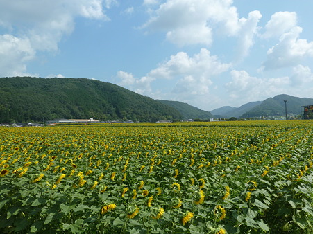 佐用ひまわり2011 009