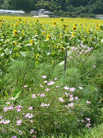 佐用ひまわり2011 032