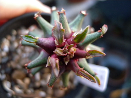 Monadenium sp. Tanzania