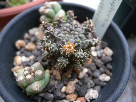 Euphorbia suppressa