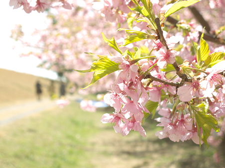 美和桜20120314_3