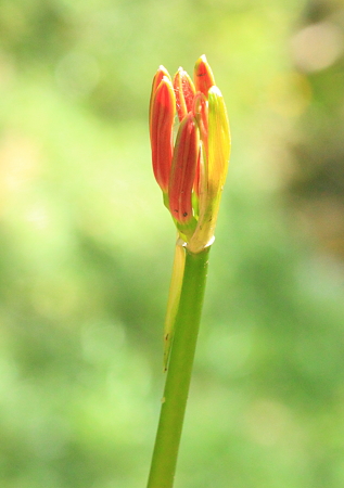 曼珠沙華　蕾