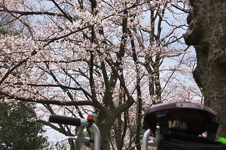 Bromptonでお花見