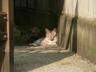 見てる