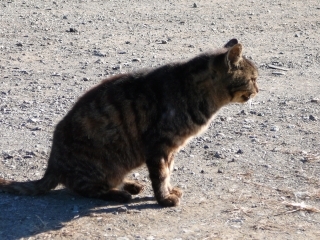 挨拶ネコ3
