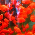 Photos: 上海的金魚