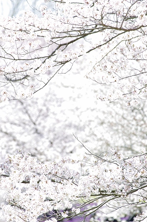 桜雪。