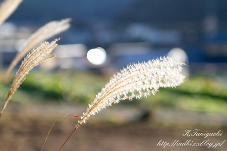 すすき EOS7D SPAF 28-75 A09