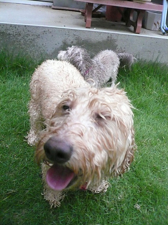 110806 くーかい*みらく びしょぬれ犬 5