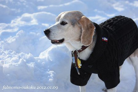 IMG_4966_1