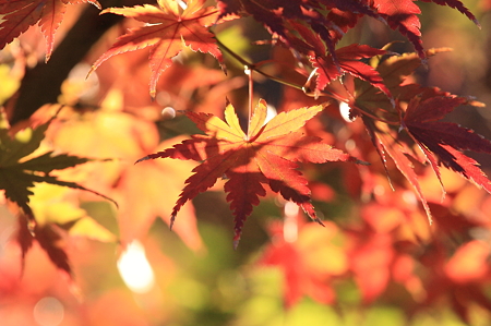 2011.11.25　和泉川　紅葉