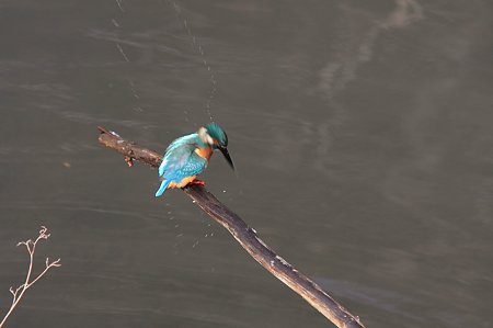 2012.01.24　和泉川　カワセミ　水切り