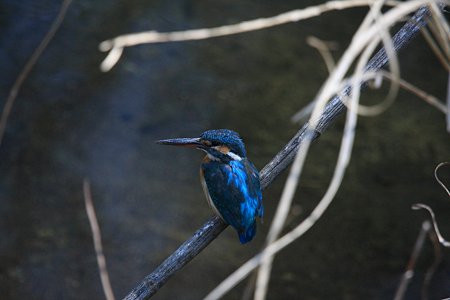 2012.03.27 和泉川 カワセミ