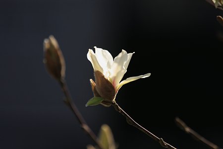 2012.04.05　和泉川　コブシ