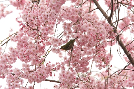 2012.04.16　和泉川　ヤエベニシダレにメジロ