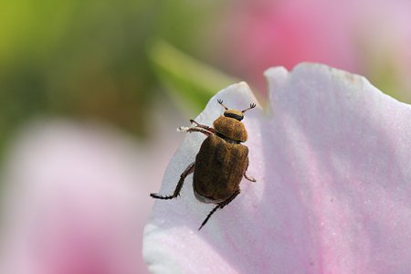 2012.05.07　和泉川　ツツジにアシナガコガネ　花壁