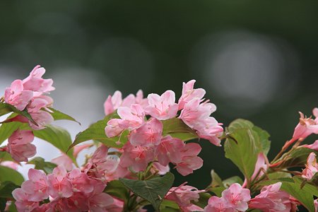 2012.05.18　和泉川　タニウツギ