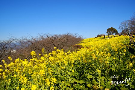 菜の花畑 2012・・14