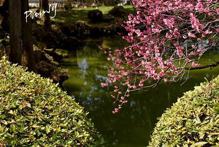 紅梅咲く・・白鷺池(びゃくろち)・・