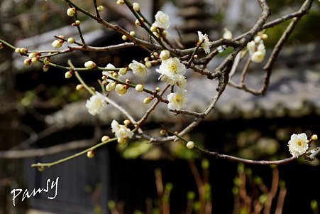 梅らんまんの東慶寺・・1