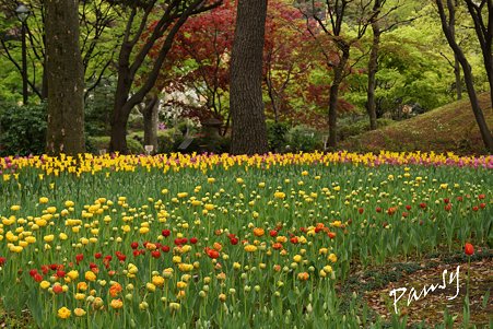 横浜公園のチューリップ 59