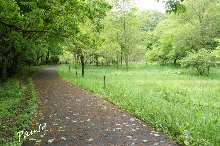 緑の散歩道・・19
