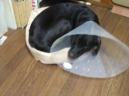 新調したベッド(注・・・小型犬用)
