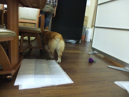 すでにすがちゃんのストーカー