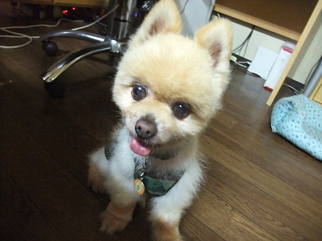 かん太、明日だよ