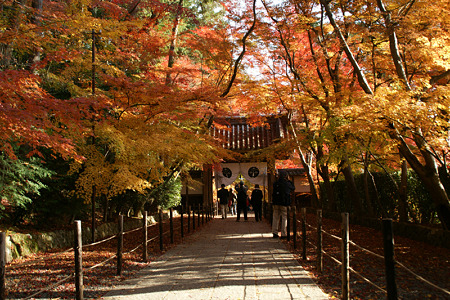光明寺の紅葉の参道111205-392