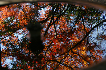 雨水鉢の中の紅葉!(111210)
