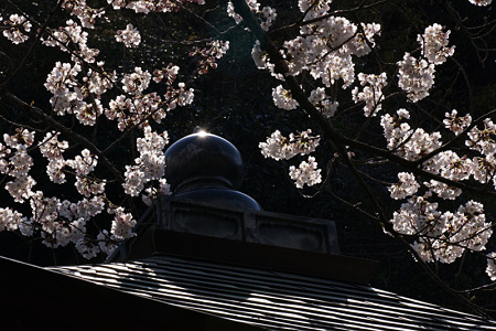 ダイヤモンドの桜風景2012