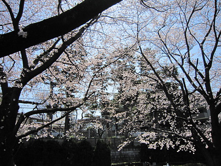 桜 (5)