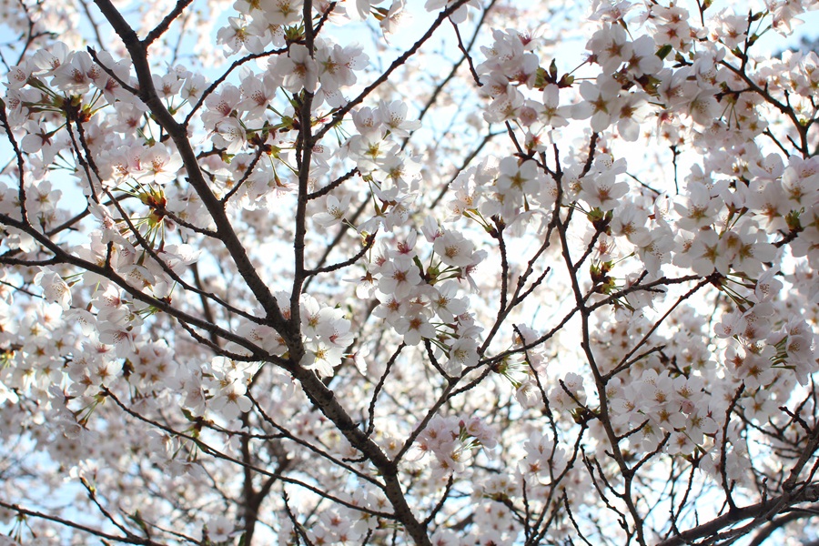 桜 (三丁目の公園)
