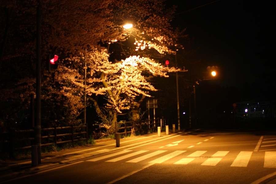 桜(河口湖)