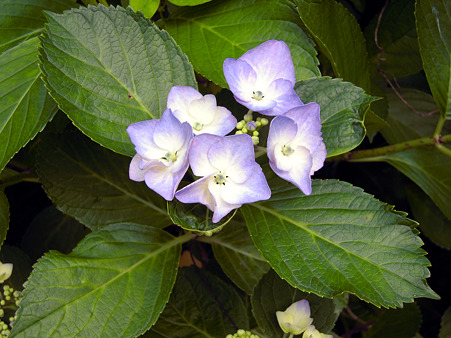 紫陽花2