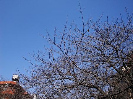 2012.3.27　目黒川