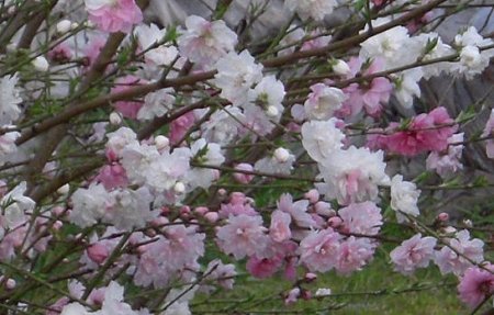 三色花桃