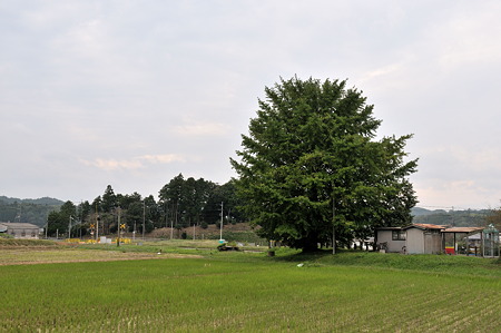DSC_6374a