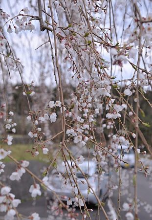 常境寺とプリちゃん1