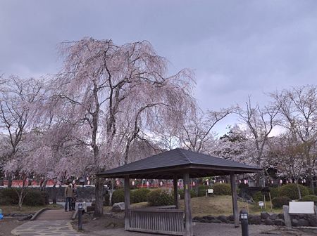 富士宮浅間神社桜祭り2