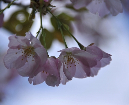 富士山さくらの園4