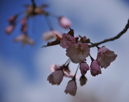 富士山さくらの園9
