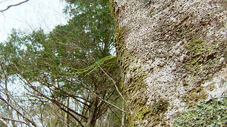 DSCF4694