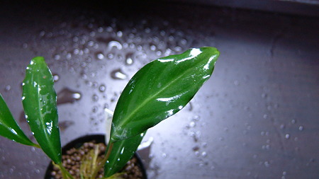 DSCF5347