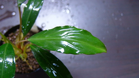 DSCF5348