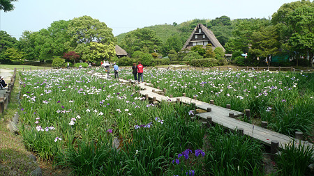 宮地嶽神社の花菖蒲2011(1)