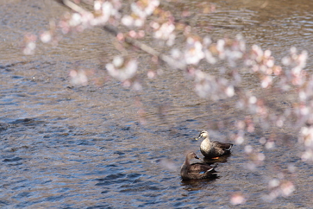 桜