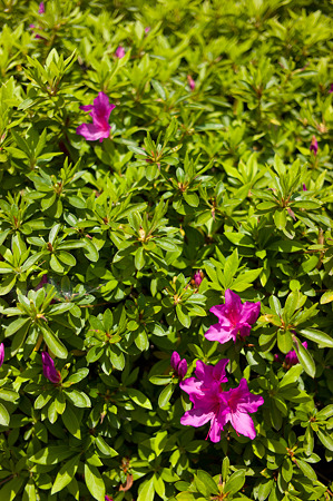 20120429-L1000063