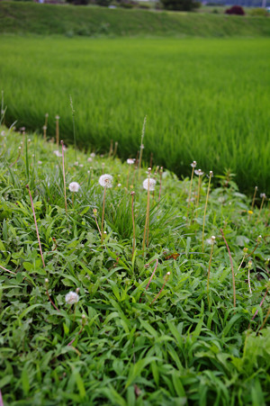 L1001006d